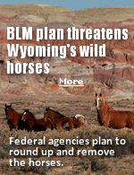  In 1971, the Wild and Free-Roaming Horse and Burro Act passed through both houses of Congress unanimously  with not a single dissenting vote. The act makes it plain: Wild horses are living symbols of the historic and pioneer spirit of the West.